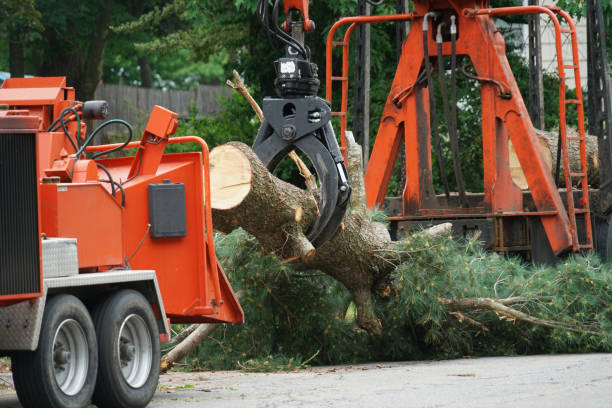 Professional  Tree Services in Inkster, MI